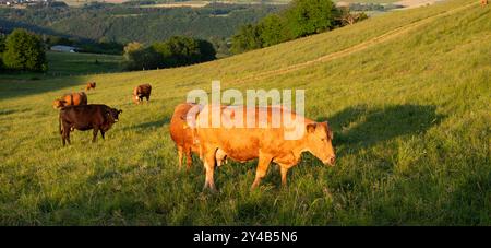 Vaches paissant dans les pâturages en Allemagne, élevage approprié des espèces, prairie agricole Banque D'Images