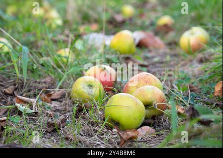 Pommes mortes mûres sur le sol, fruits sains sur le plateau, récolte en été ou en automne, ferme agricole, jardin Banque D'Images