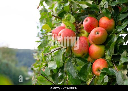 Pommes rouges mûres poussant sur l'arbre, fruits sains sur le plateau, récolte en été ou en automne, ferme agricole, jardin Banque D'Images