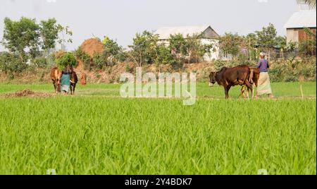 Bancharampur, Bangladesh- 26 février 2023 : les vieux fermiers ruraux bangladais marchant dans un village rentrent chez eux. Banque D'Images