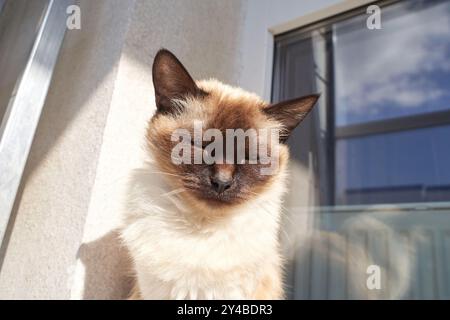Contenu chat siamois se prélasser à la lumière du soleil par fenêtre sur une journée paisible. Banque D'Images