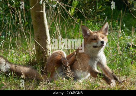 Météo britannique, 17 septembre 2024 : alors que le temps chaud et sec revient en Angleterre pour les prochains jours, un renard juvénile prend le soleil dans un jardin respectueux de la faune à Clapham, au sud de Londres. L'un d'une portée de 5 petits nés en mars, ce renard et l'un de ses frères et sœurs ont un manteau plus pâle que leurs frères et sœurs plus traditionnellement rougeâtres. Crédit : Anna Watson/Alamy Live News Banque D'Images