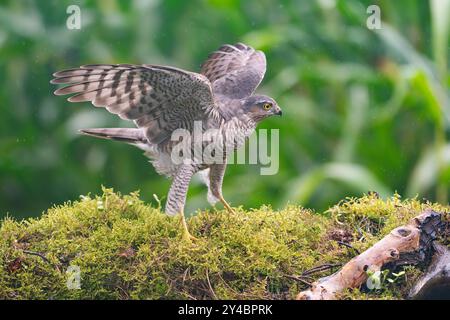Sparrowhawk eurasien, Accipiter nisus Banque D'Images