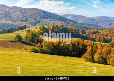 paysage d'automne dans les montagnes. arbres dans le feuillage coloré sur la colline herbeuse. après-midi ensoleillé en saison d'automne. belle campagne de transcarpathie, Banque D'Images