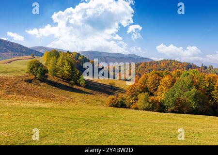 paysage d'automne dans les montagnes. arbres dans le feuillage coloré sur la colline herbeuse. après-midi ensoleillé en saison d'automne. belle campagne de transcarpathie, Banque D'Images