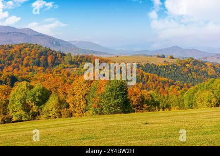 paysage d'automne dans les montagnes. arbres dans le feuillage coloré sur la colline herbeuse. après-midi ensoleillé en saison d'automne. belle campagne de transcarpathie, Banque D'Images