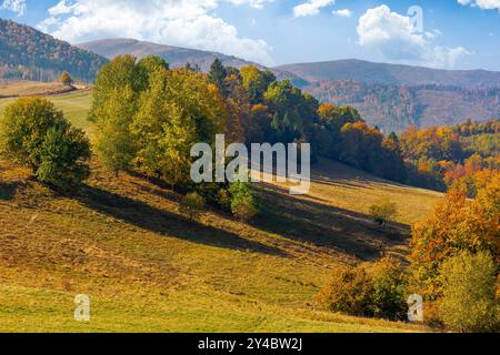 paysage d'automne dans les montagnes. arbres dans le feuillage coloré sur la colline herbeuse. après-midi ensoleillé en saison d'automne. belle campagne de transcarpathie, Banque D'Images