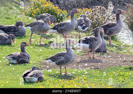 Rose-Foot Goose, Burnham-on-Crouch, Essex, Royaume-Uni Banque D'Images