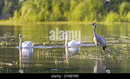 Recherche de grues (Grus grus) et de cygnes (Cygnus olor) dans une zone d'eau peu profonde, réserve de biosphère de l'Elbe moyen, Saxe-Anhalt, Allemagne, Europe Banque D'Images