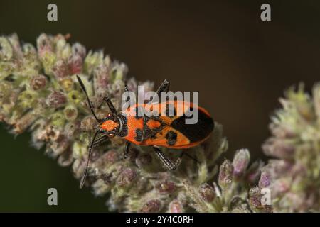 Punaise de cannelle (Corizus hyoscyami) sur les bourgeons floraux de menthe à cheval (Mentha longifolia), Bade-Wuertemberg, Allemagne, Europe Banque D'Images