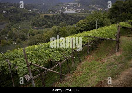 Culture de pergola, vignes, viticulture, agriculture, économie agraire, Schenna, Scena, en arrière-plan le village de Kuens avec la paroisse chur Banque D'Images