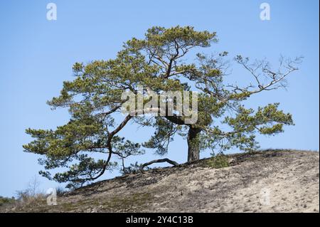 PIN (Pinus sylvestris) poussant sur une prairie sablonneuse sèche sur une dune, Réserve de biosphère de l'UNESCO Flusslandschaft Elbe-Mecklenburg-Vorpommern, Mecklenburg- Banque D'Images