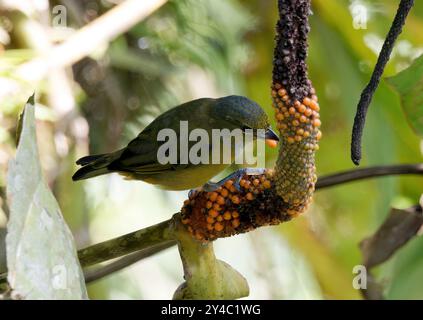 Euphonie à ventre orange (femelle), organisiste à ventre orange, Euphonia xanthogaster, Parc national de Yasuní, Équateur, Amérique du Sud Banque D'Images