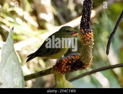 Euphonie à ventre orange (femelle), organisiste à ventre orange, Euphonia xanthogaster, Parc national de Yasuní, Équateur, Amérique du Sud Banque D'Images