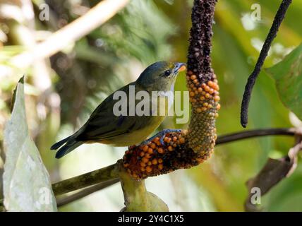 Euphonie à ventre orange (femelle), organisiste à ventre orange, Euphonia xanthogaster, Parc national de Yasuní, Équateur, Amérique du Sud Banque D'Images