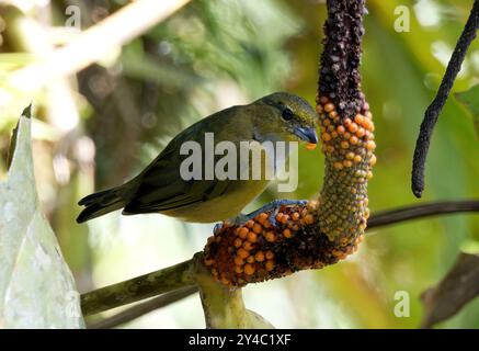 Euphonie à ventre orange (femelle), organisiste à ventre orange, Euphonia xanthogaster, Parc national de Yasuní, Équateur, Amérique du Sud Banque D'Images