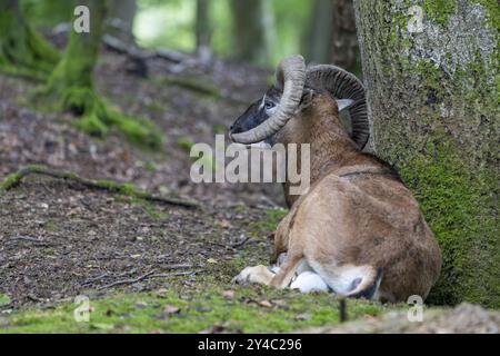 Mouflon (Ovis-gmelini) dans la forêt, Vulkaneifel, Rhénanie-Palatinat, Allemagne, Europe Banque D'Images