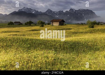 Prairie de fleurs dans la lumière du matin en face de montagnes escarpées, humeur nuageuse, fleurs de montagne, été, Werdenfelser Land, montagnes Karwendel, Bavière Banque D'Images