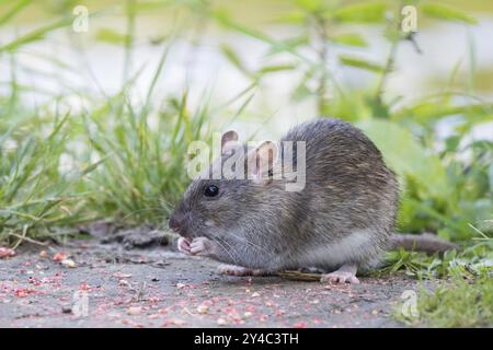 Un jeune rat norvégien (Rattus norvegicus) est assis sur un chemin dans la campagne et grignote quelque chose de comestible, Hesse, Allemagne, Europe Banque D'Images