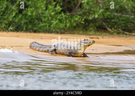 Yacare Caiman (Caiman crocodilius) Panatanal Brésil Banque D'Images