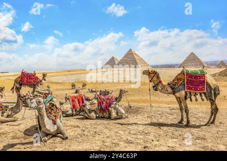 Chameaux reposant près des pyramides dans le désert de Gizeh, Egypte, Afrique Banque D'Images