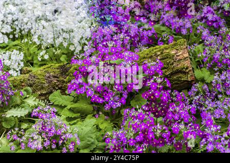 Primroses lilas violettes et blanches avec un tronc en bois recouvert de mousse Banque D'Images