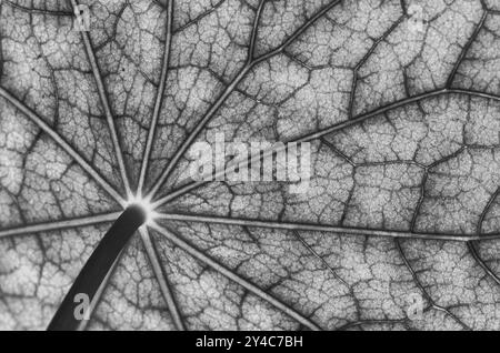 Vue de dessous de la surface foliaire d'un nasturtium en noir, blanc Banque D'Images