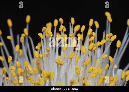 Étamines et anthères d'une fleur d'oreille d'éléphant Banque D'Images