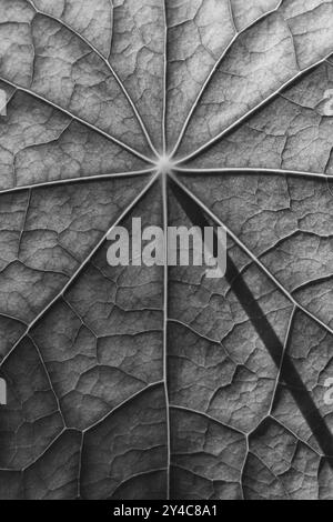 Surface foliaire, structure d'un nasturtium en noir, blanc Banque D'Images