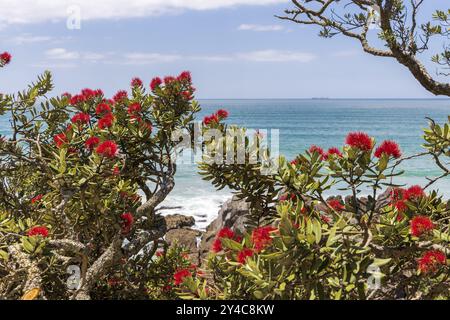 Arbre Pohutukawa en fleurs dans la station balnéaire de Mount Manganui dans la région de Bay of Plenty sur l'île du Nord de la Nouvelle-Zélande Banque D'Images