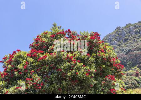 Arbre Pohutukawa en fleurs dans la station balnéaire de Mount Manganui dans la région de Bay of Plenty sur l'île du Nord de la Nouvelle-Zélande Banque D'Images