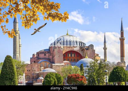 Grosse mouette survolant Sainte-Sophie à Istanbul, Turquie, Asie Banque D'Images