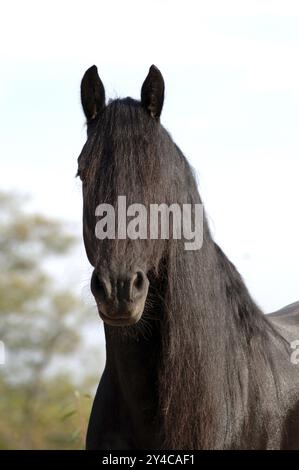 Portrait d'un étalon frison Banque D'Images
