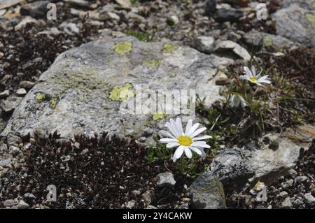 Bonbon alpin, fleurs de montagne, Silvretta, Vorarlberg, Autriche, Europe Banque D'Images