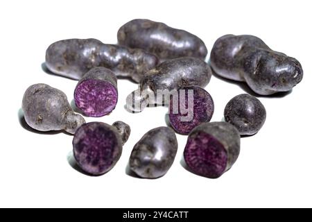 Pomme de terre aux truffes, Vitelotte, pommes de terre bleu-violet sur fond blanc Banque D'Images