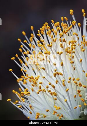 Étamines et anthères d'une fleur d'oreille d'éléphant Banque D'Images