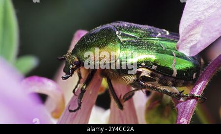 Chafer de rose sur les fleurs de columbine Banque D'Images