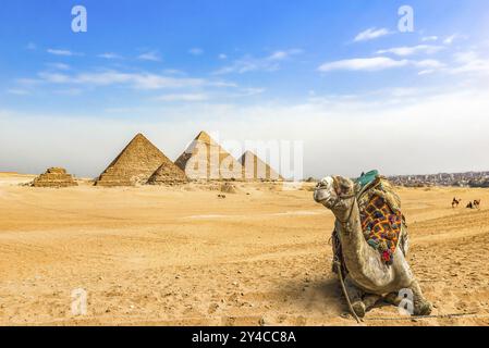 Chameau reposant près de grandes pyramides dans le désert de Gizeh, Egypte, Afrique Banque D'Images