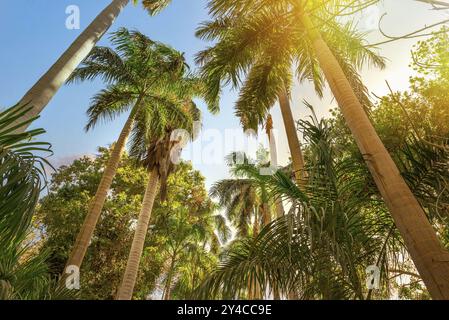 Palmiers et soleil brillant dans le jardin botanique d'Assouan, Egypte, Afrique Banque D'Images