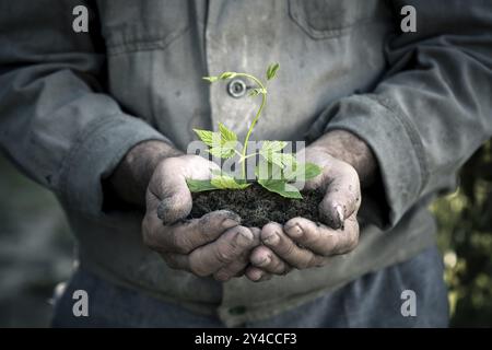 Mains d'homme âgé tenant une jeune plante verte. Symbole de printemps et concept d'écologie Banque D'Images