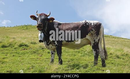 Vache sur la Nagelfluhkette Banque D'Images