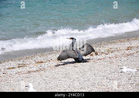 Magnifique Grand cormoran 'Phalacrocorax carbo' aka Black shag ou Kawau séchage des ailes sur une plage Banque D'Images