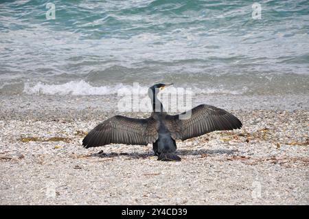 Magnifique Grand cormoran 'Phalacrocorax carbo' aka Black shag ou Kawau séchage des ailes sur une plage Banque D'Images