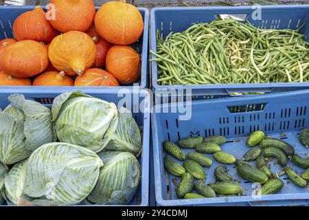 Chou, citrouille et autres légumes dans des caisses bleues Banque D'Images