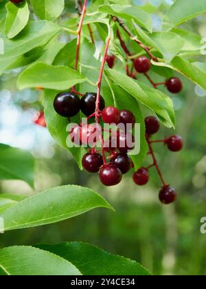 Prunus padus, connu sous le nom de bird cherry, micocoulier, hagberry ou prunier Banque D'Images