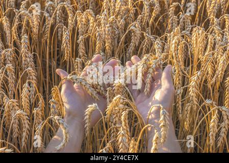 Coucher de soleil sur champ de blé. Femme tenant des épillets de blé dans ses mains Banque D'Images