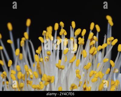 Étamines et anthères d'une fleur d'oreille d'éléphant Banque D'Images