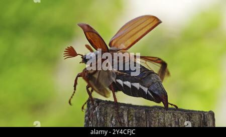 Cockchafer déploie ses ailes devant le décollage Banque D'Images