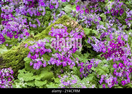 Primroses lilas violettes et blanches avec un tronc en bois recouvert de mousse Banque D'Images