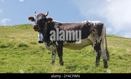 Vache sur la Nagelfluhkette Banque D'Images